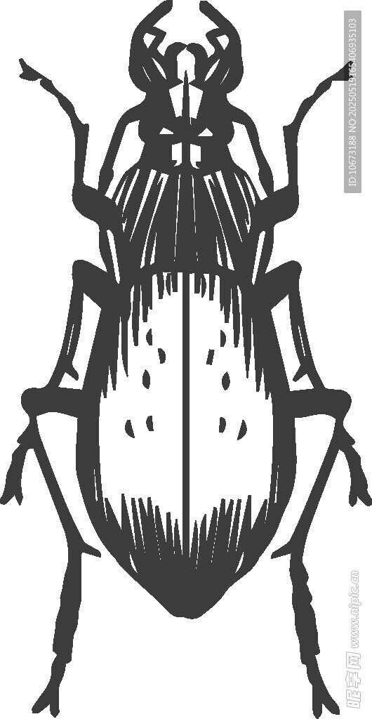 甲虫黑白插画图