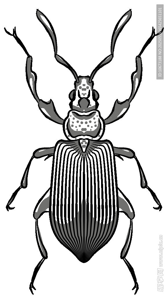 甲虫黑白插画