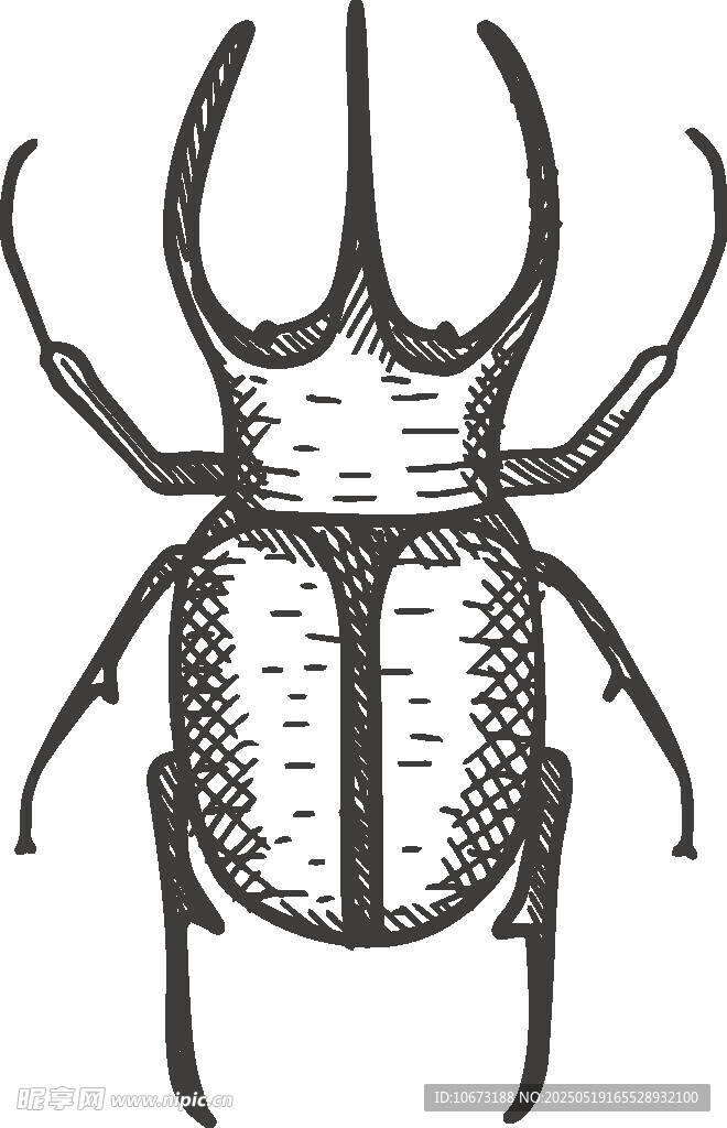 独角甲虫手绘插画