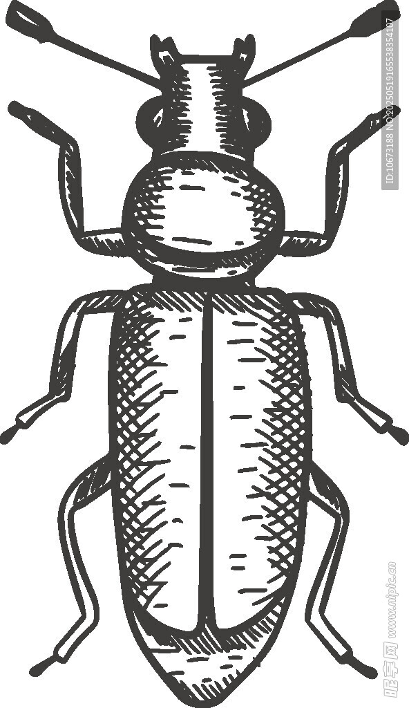 甲虫黑白线稿插画