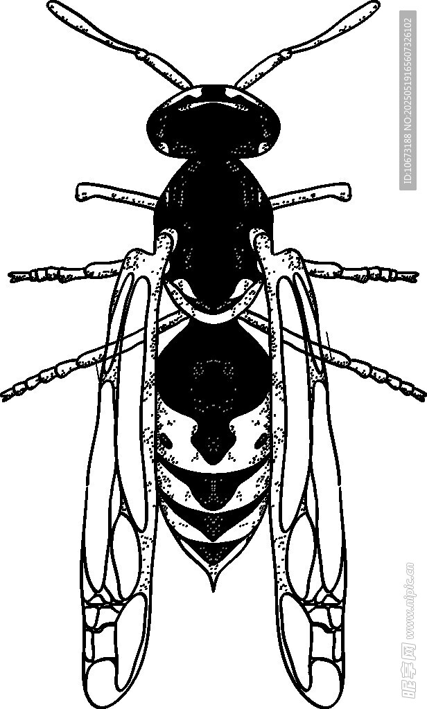黑白昆虫插画