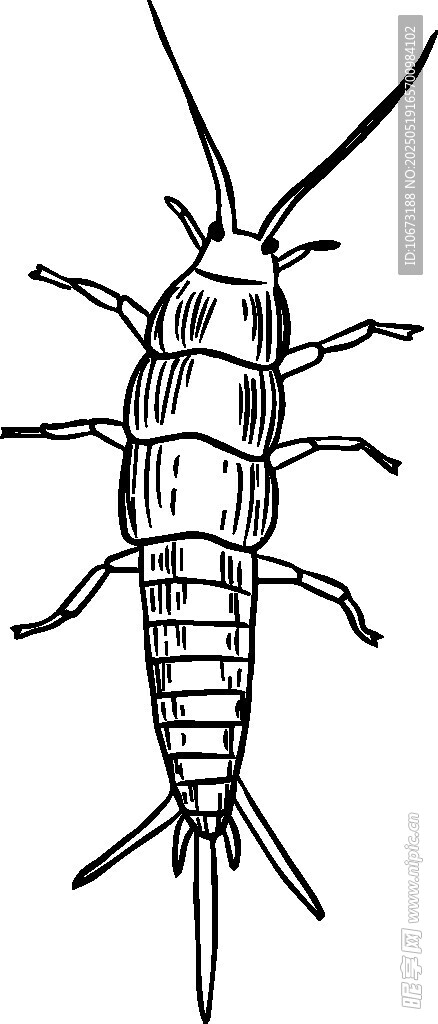 昆虫线条画