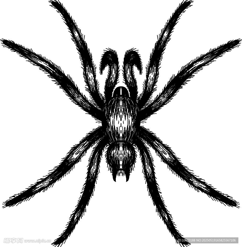 黑蜘蛛插画