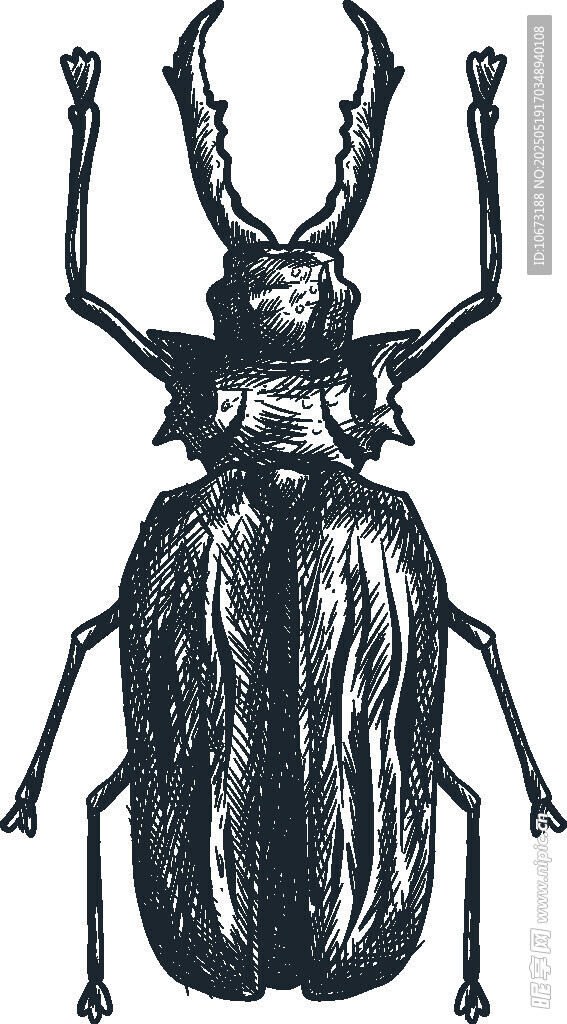 独角甲虫手绘插画