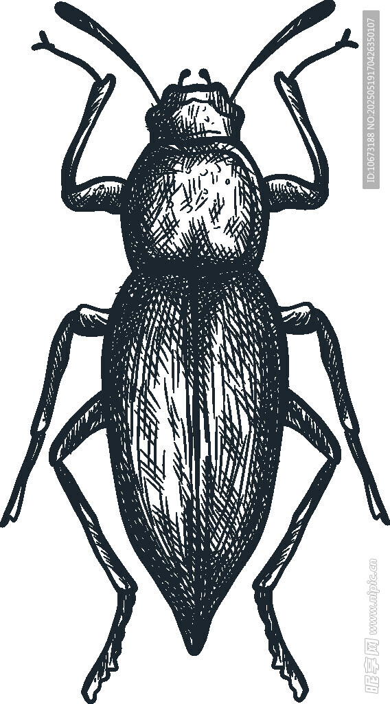 甲虫黑白插画