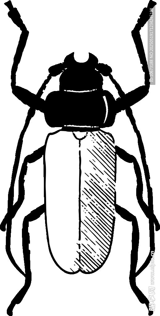 黑色甲虫插画