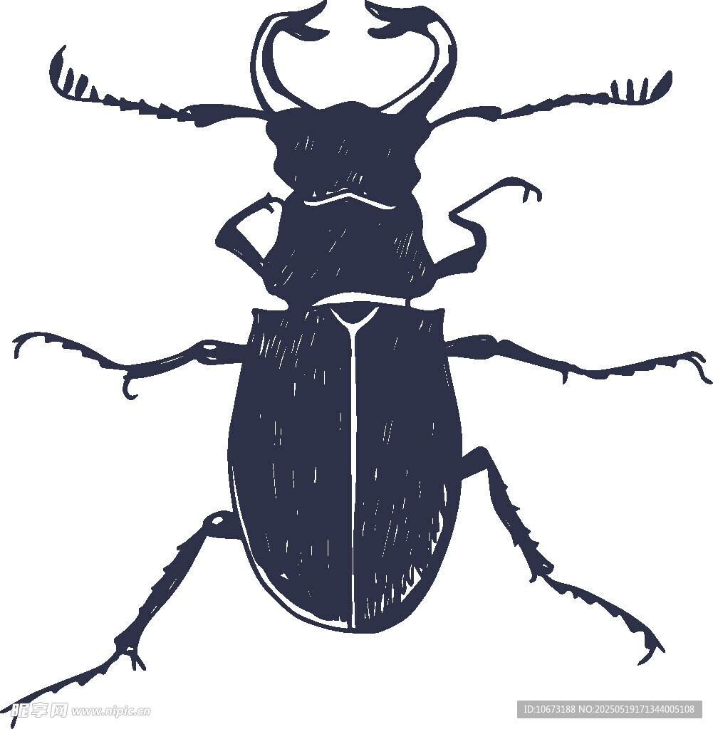 独角甲虫插画