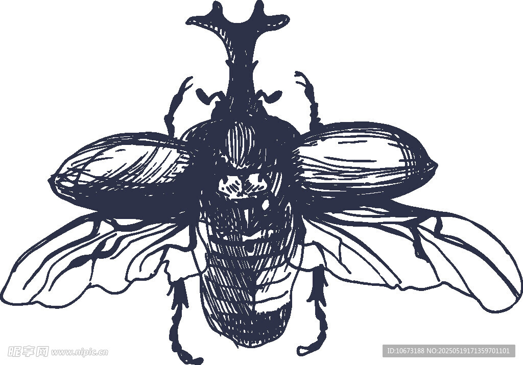 甲虫插画