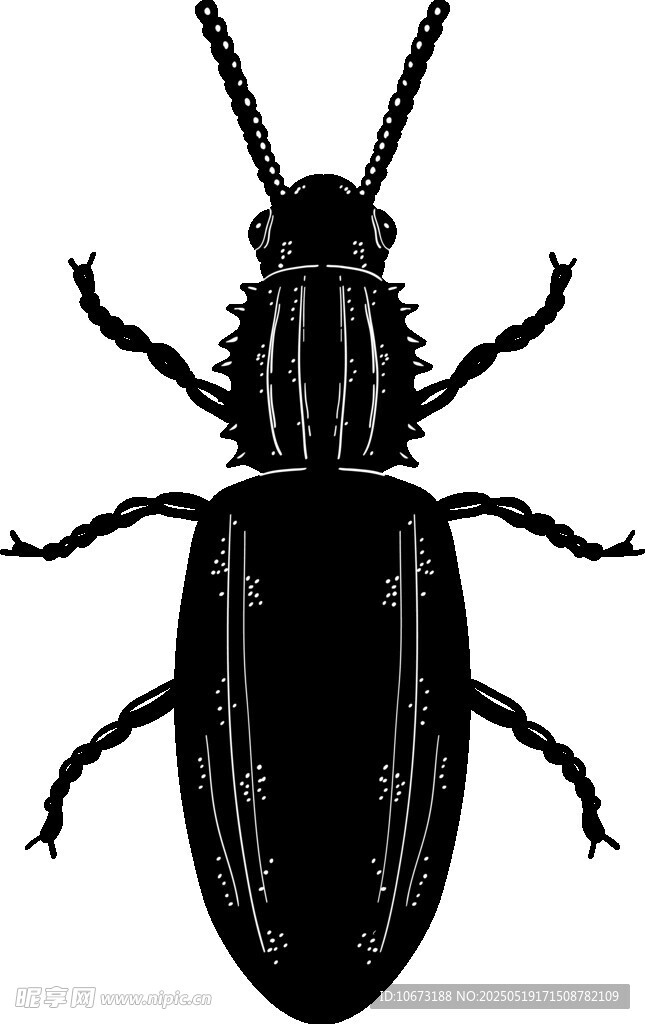 黑色甲虫插画