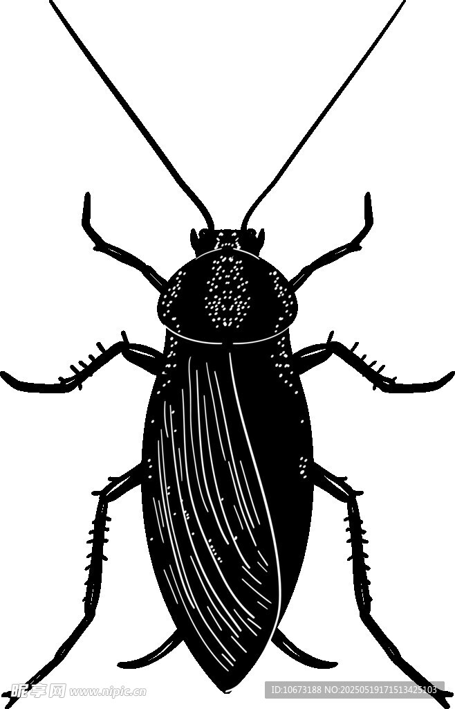 黑色甲虫插画