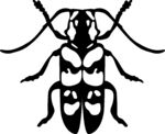 黑白甲虫图案设计
