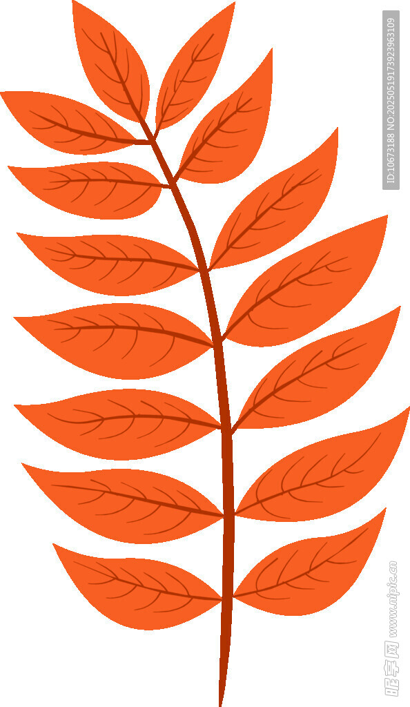 橙红色羽状叶片插画