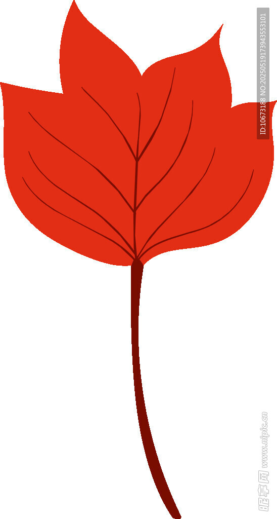 红色枫叶插画