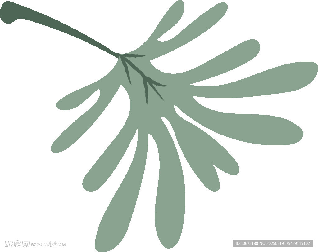 绿色羽状叶片植物插画