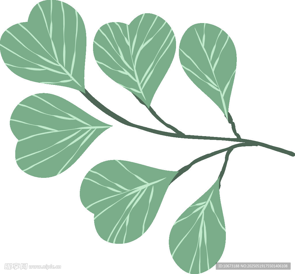 心形叶片植物插画