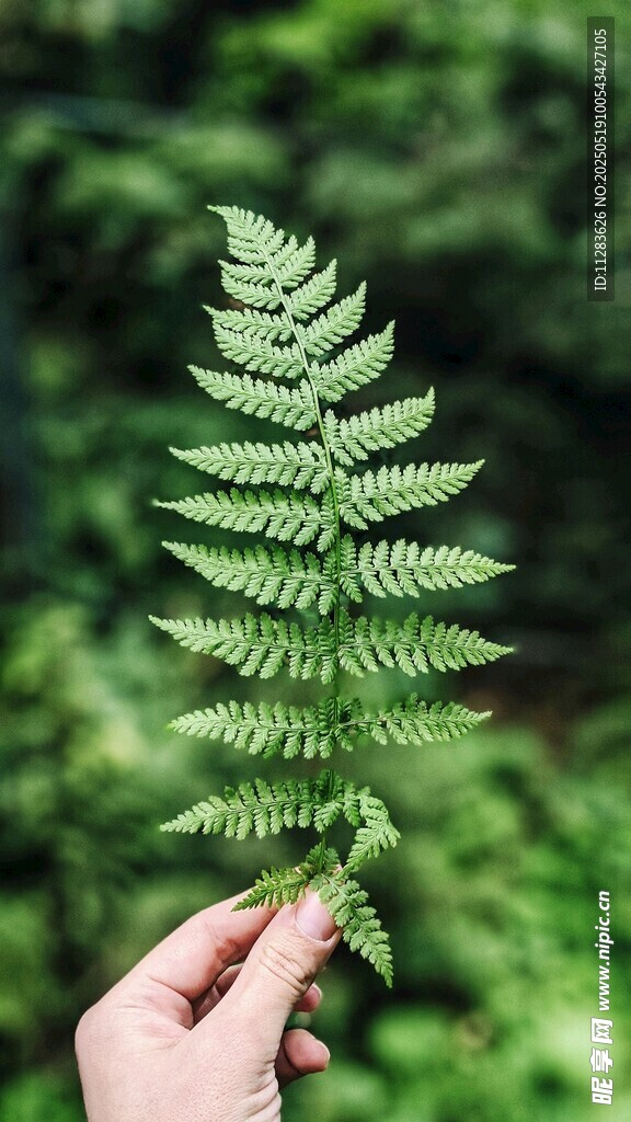 手捧翠绿蕨类植物