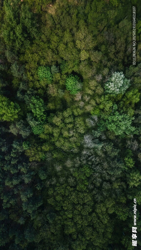 翠绿繁茂的苔藓植物景观