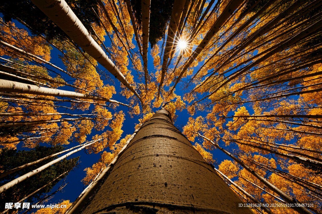 梦幻星空下的高耸建筑