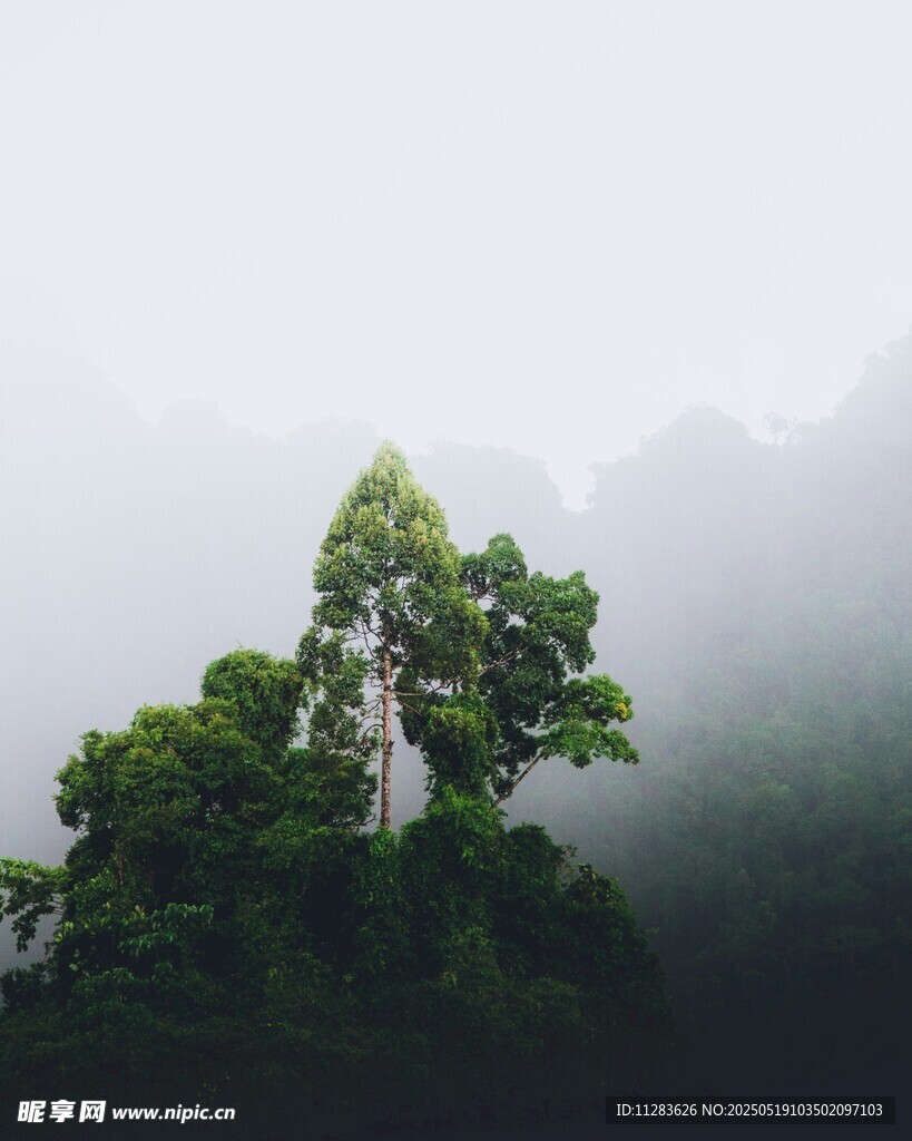 雾中葱郁的山林景象