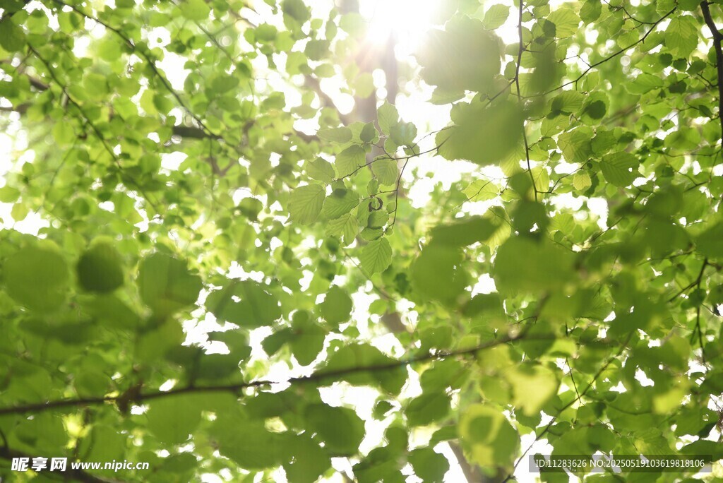 阳光透过绿叶的清新景象