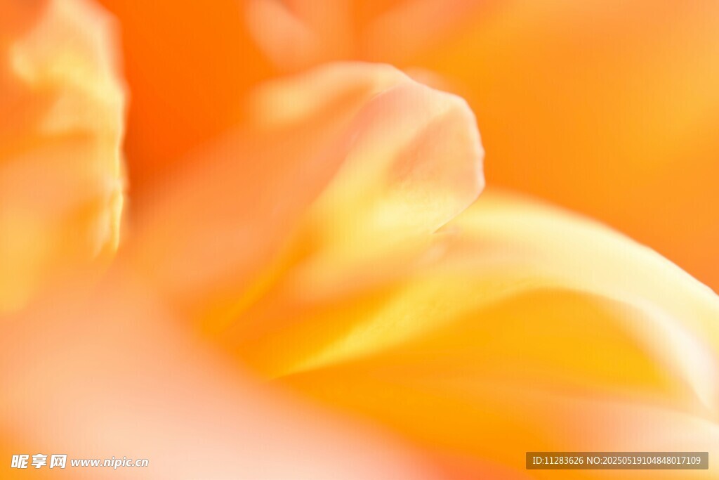 橙色花朵特写