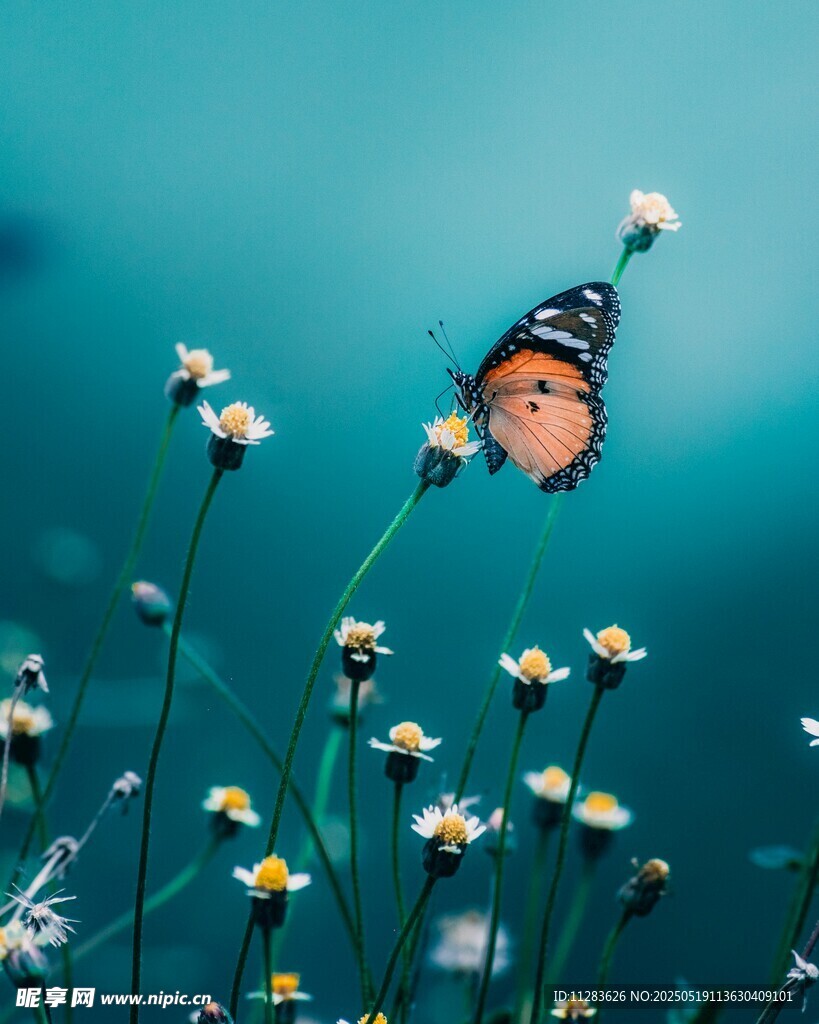 蝴蝶停驻在雏菊之上