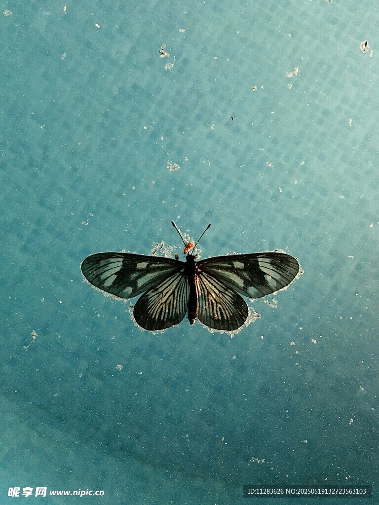 蓝色背景上的美丽蝴蝶
