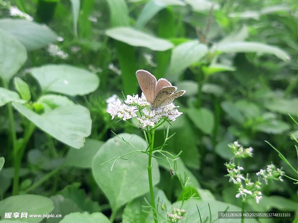 蝴蝶停驻于白色小花上