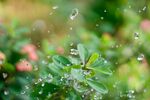 雨中绿植 水珠晶莹剔透