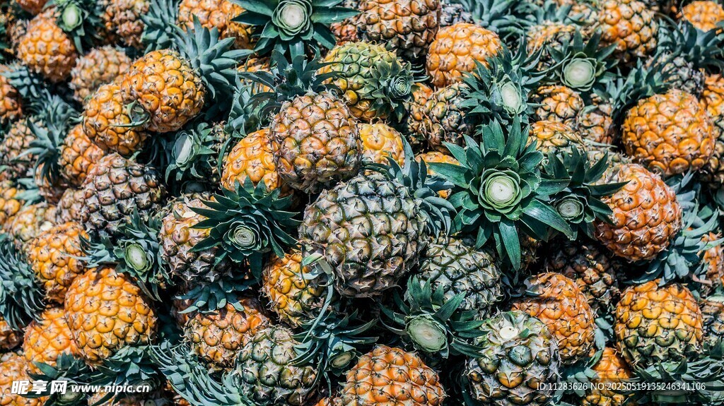 大量新鲜菠萝堆叠