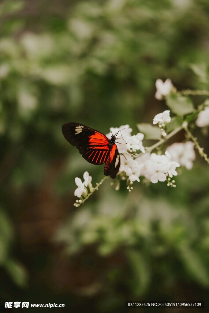 红黑蝴蝶停于白色花朵