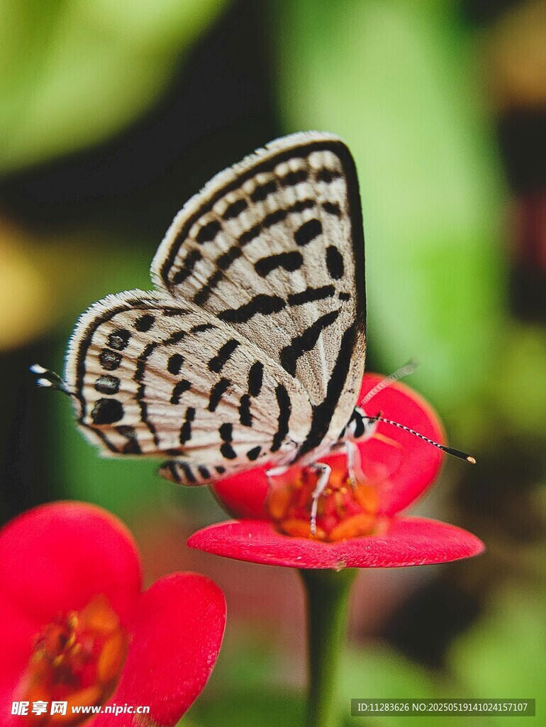 黑白蝴蝶停驻红花上