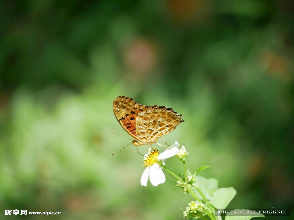 蝴蝶停驻于白色小花上