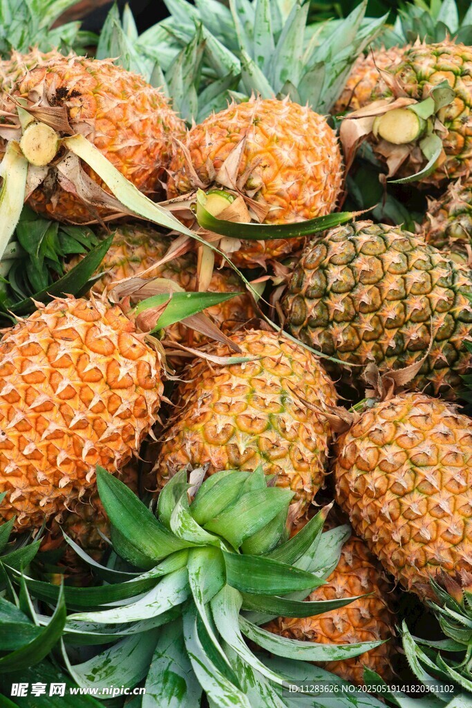 新鲜饱满的菠萝堆叠