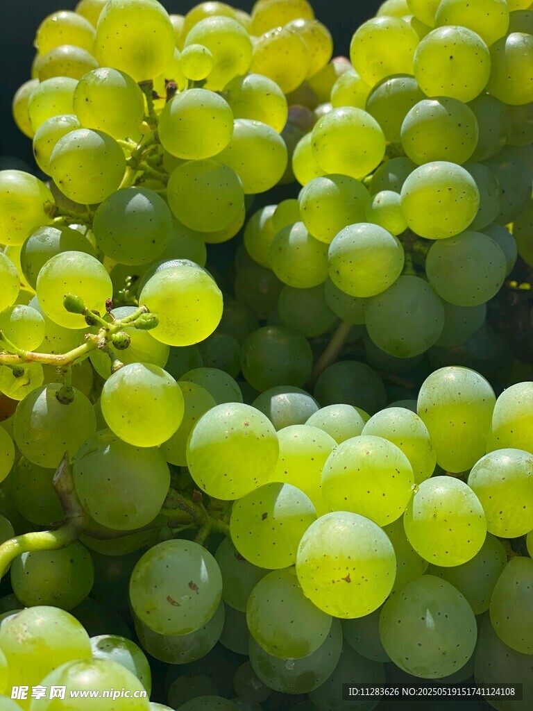 鲜绿饱满的葡萄果实