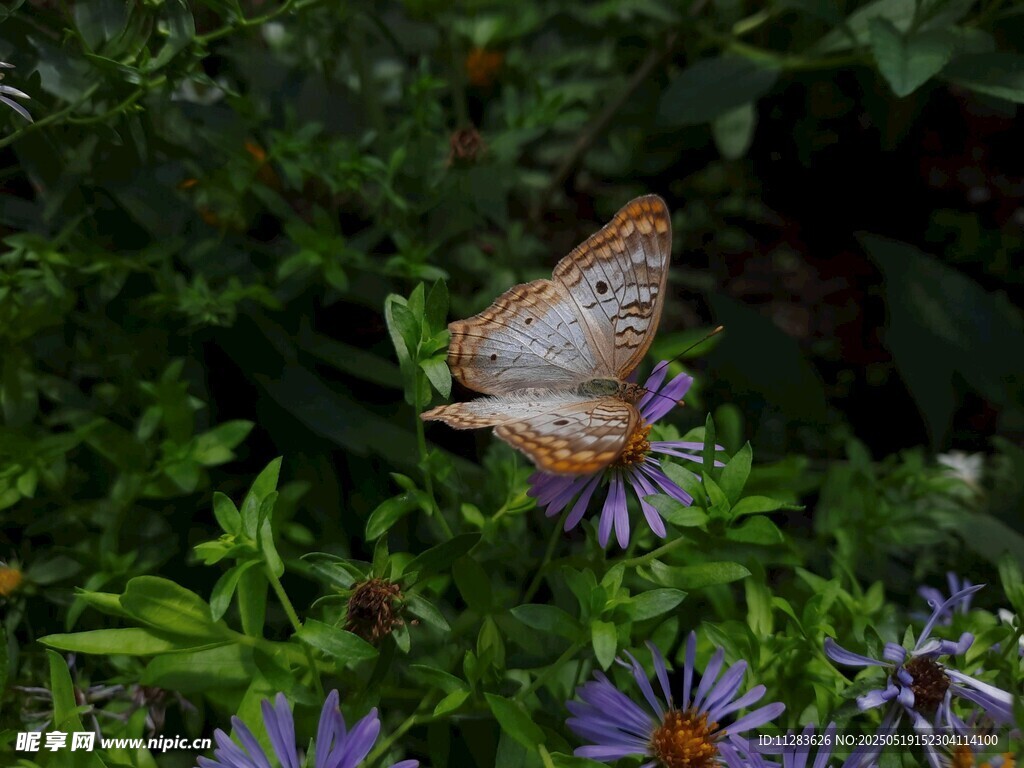 蝴蝶停驻紫色花朵间