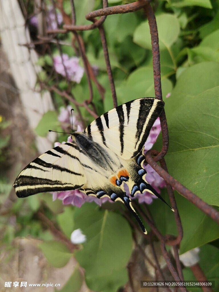 彩蝶停驻紫色花朵间