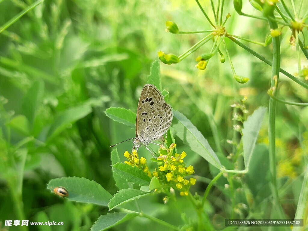 绿叶间的蝴蝶