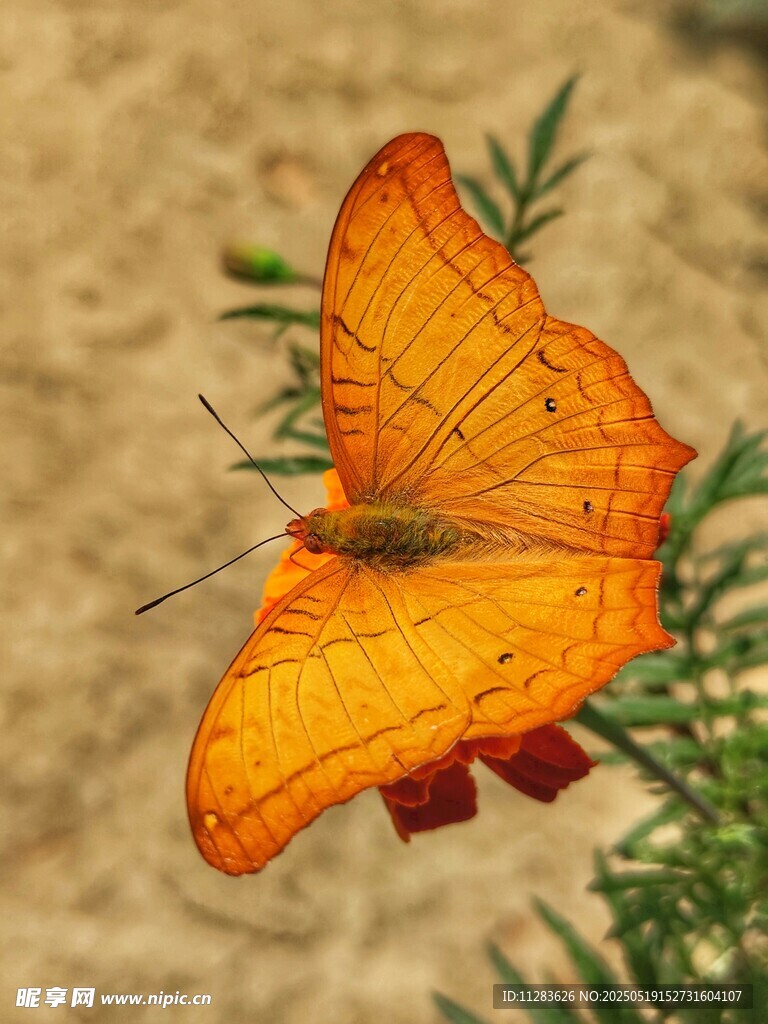 橙黄蝴蝶停于绿植之上