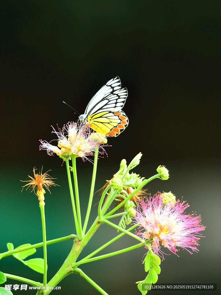 蝴蝶停驻于绚烂花朵间