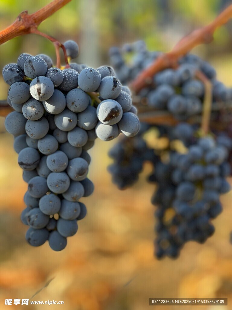 成熟葡萄挂枝头