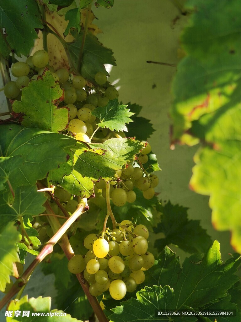 枝头青葡萄 绿意盎然