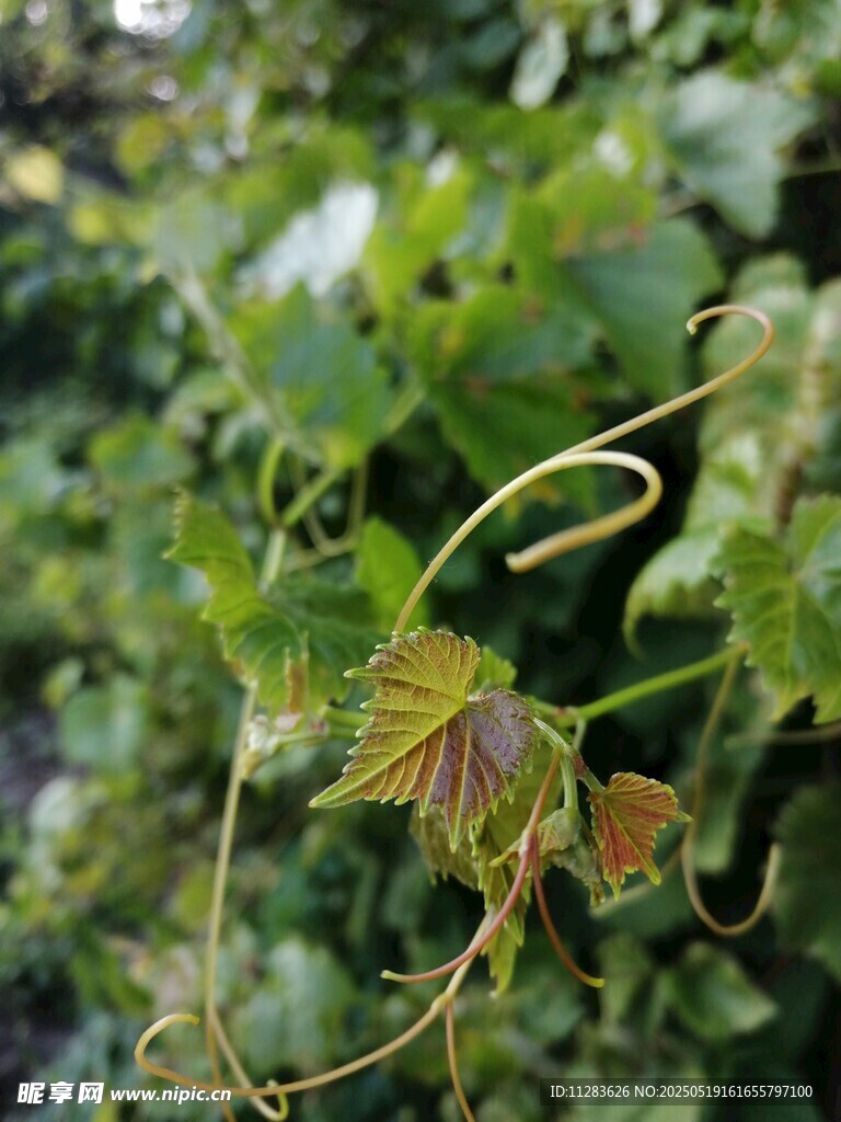 葡萄藤蔓植物特写