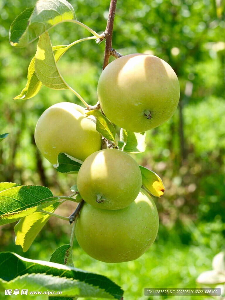 枝头青苹果