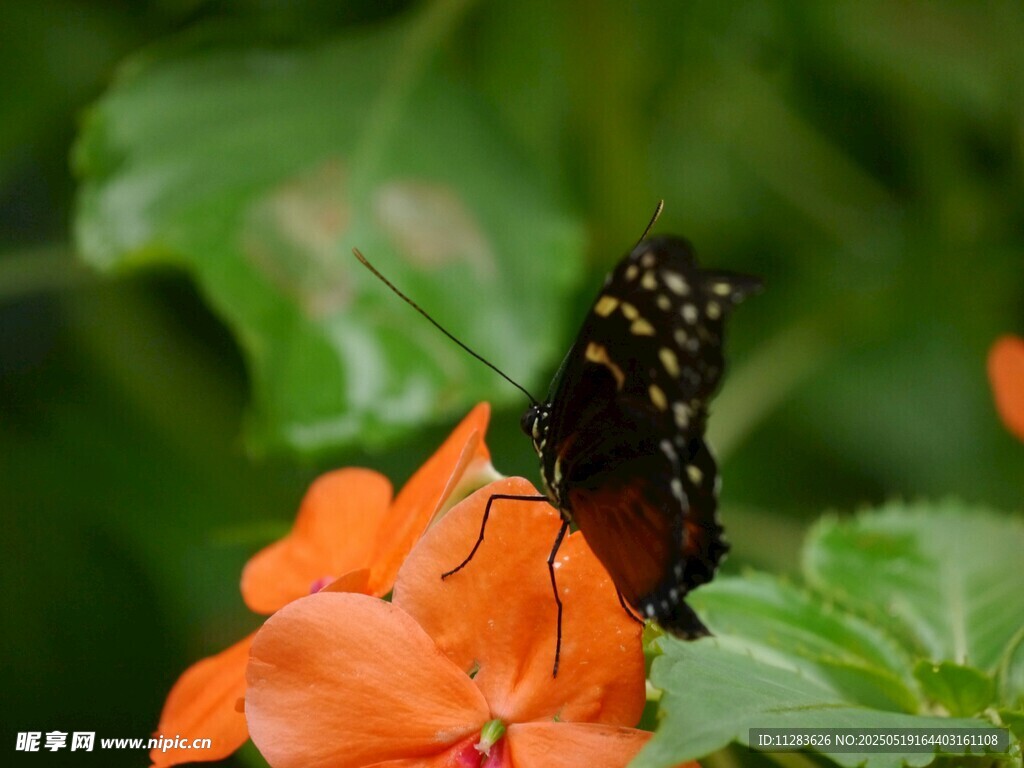 黑蝶停驻橙花上