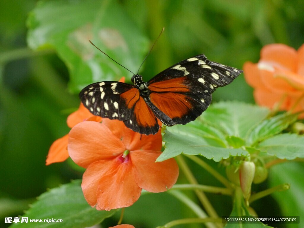 蝴蝶停留在橙花上