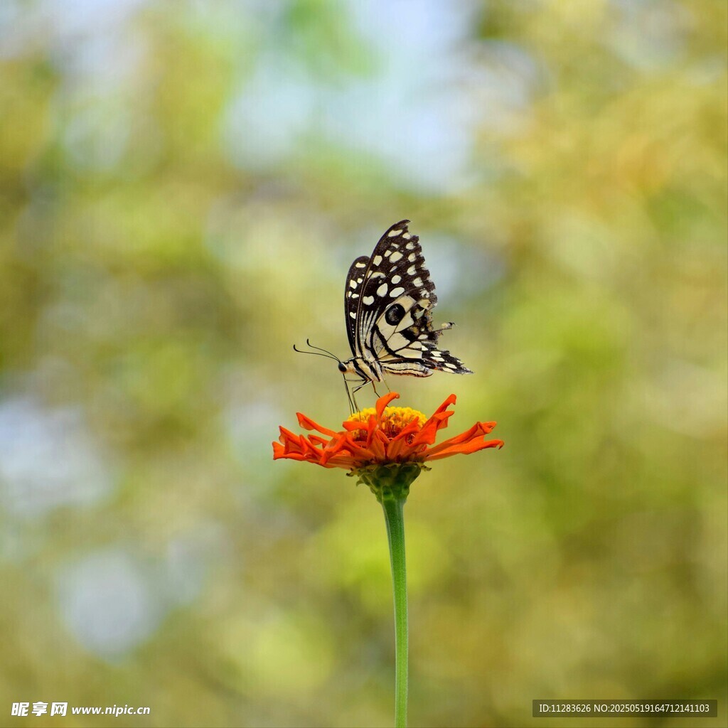 蝴蝶停驻鲜艳花朵上