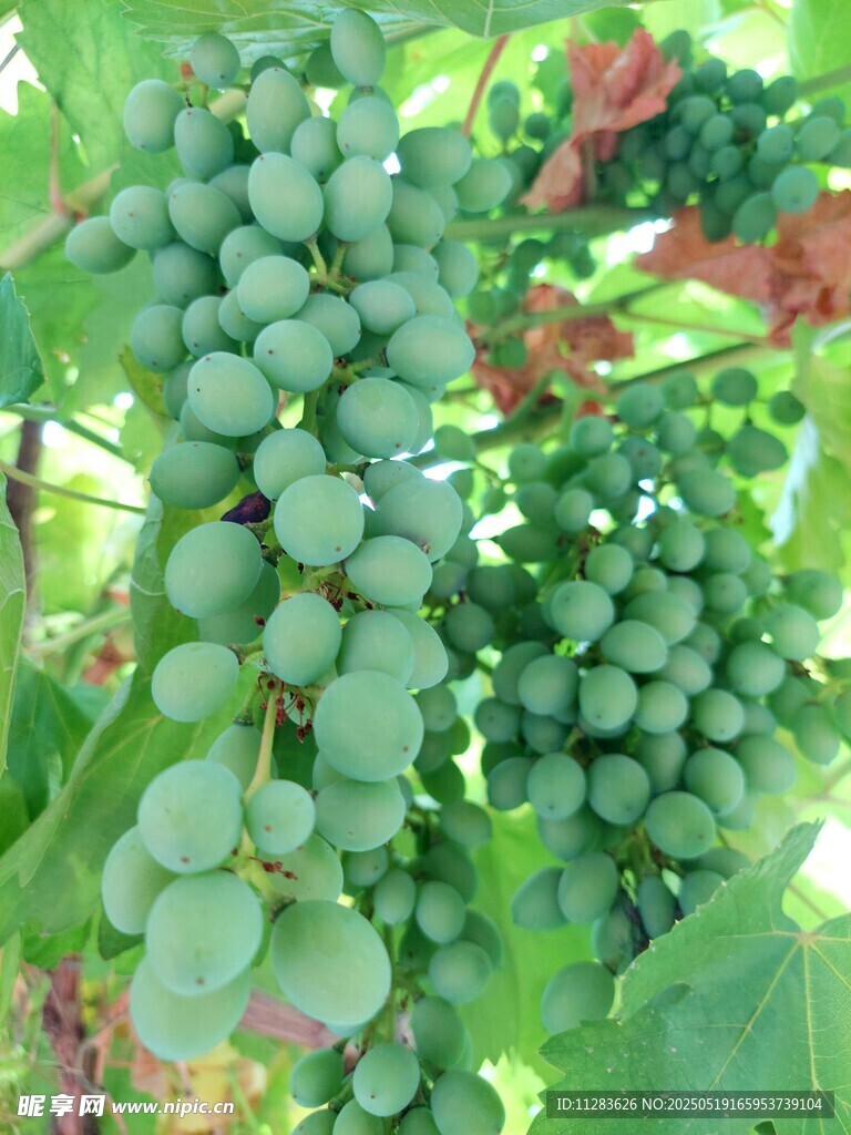 枝头青葡萄 清新田园风