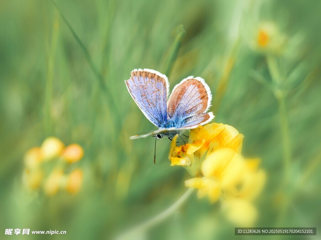 蓝蝶停驻黄花绿草间