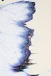梦幻蓝蝶水墨风艺术图